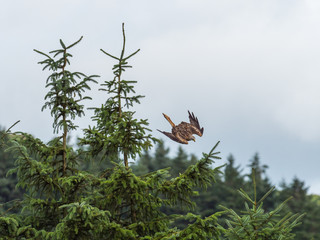Red Kite ( Milvus milvus ) , Bwlch Nant Yr Arian