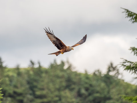 Red Kite ( Milvus milvus ) , Bwlch Nant Yr Arian