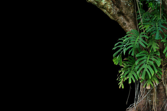 Fototapeta Jungle tree trunk with climbing Monstera (Monstera deliciosa) the tropical foliage plant growing in wild isolated on black background.