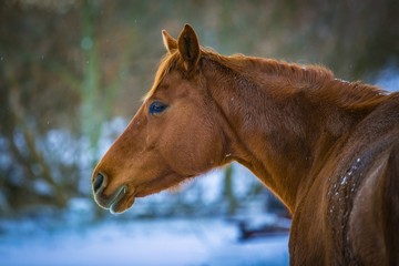 In profile portrait of chestnut horse standing in a pasture on a cold winter day, snowflakes on hair, blurry white, green, blue and brown background