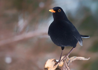 Blackbird
