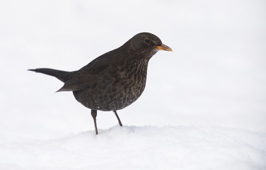 Blackbird