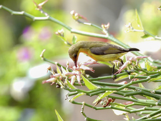 Olive - backed sunbird closeup with selective focus