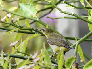 Olive - backed sunbird closeup with selective focus