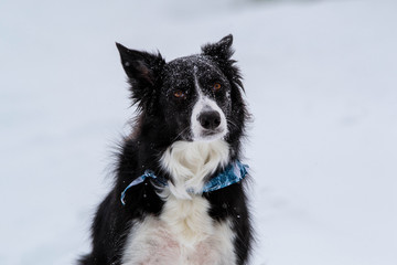 Beautiful Border Collie Dog Sitting in the Snow in Quebec Canada