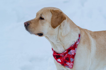 Close up on Yellow Labrador Lab Dog in Winter in Quebec Canada