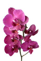 Purple phalaenopsis orchids