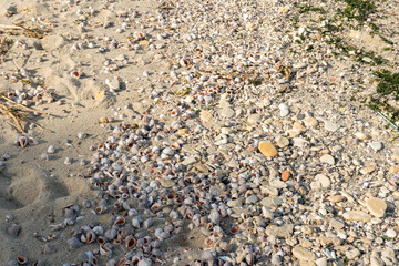 Many rapanes in the sand near the seashore.