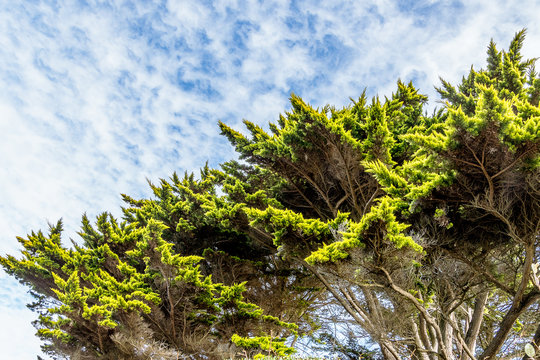 Cupressus macrocarpa or Monterey cypress