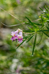 Obraz premium Desert Flower