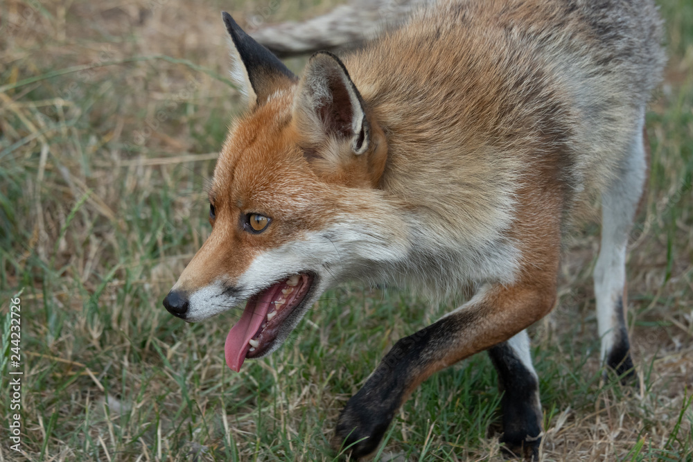 Poster Very close portrait of the face of an alert looking fox as it is on the prowl. It is coming in the frame from right to left