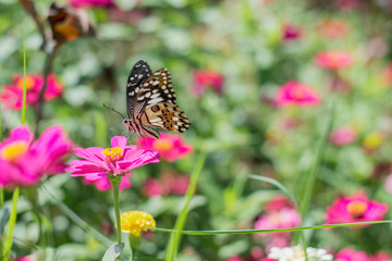 Plakat beautiful butterflies in the flower garden