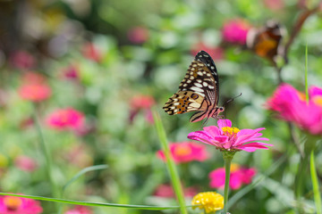  beautiful butterflies in the flower garden