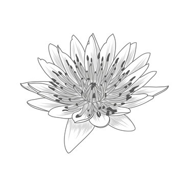 Abstract stylish hand-drawn  lotus flower. National symbol of Thailand. 