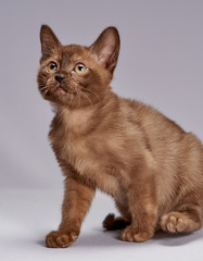 kitten breed Burma on a light background