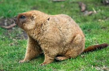 Bobak marmot . Latin name - Marmota bobak