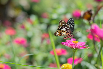 Plakat beautiful butterflies in the flower garden