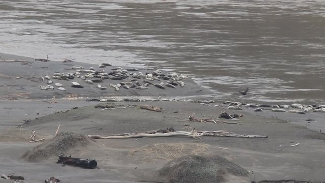 California Jenner's rookery attracts mostly Pacific harbor seals. Each winter a large sand spit builds up in Jenner, right at the mouth of the Russian River.