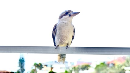 Kookaburra nah, sitzend