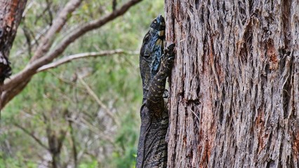 Buntwaran am Baumstamm, Kopf