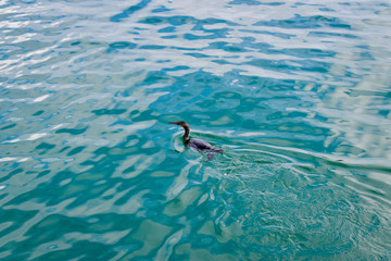 Naklejka premium Sea bird swimming through the ocean