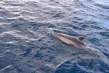 Fototapeta premium Dolphins swimming in the ocean