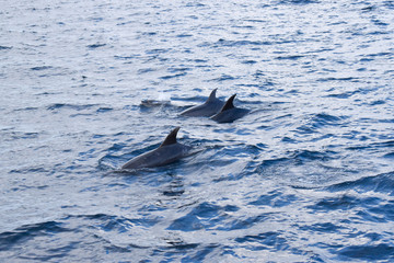 Naklejka premium Dolphins swimming in the ocean