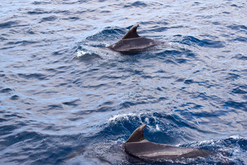 Fototapeta premium Dolphins swimming in the ocean