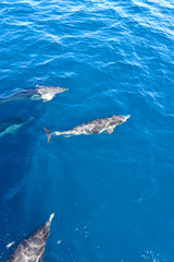Fototapeta premium Dolphins swimming in the ocean