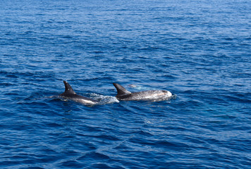 Fototapeta premium Dolphins swimming in the ocean