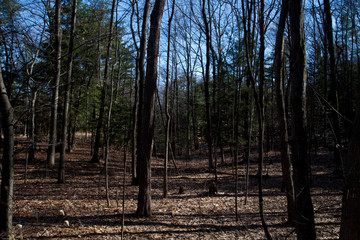 trees in the forest
