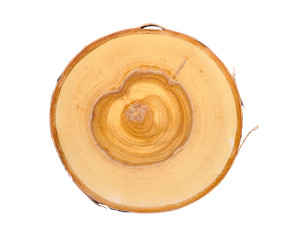 Cross section of tree trunk with annual growth rings isolated on white background