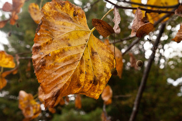 autumn leaves