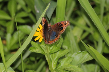 butterfly and flower