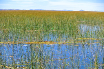 Schilf am Titicacasee, Peru