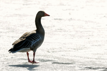 greylag goose on frozen lake in early spring