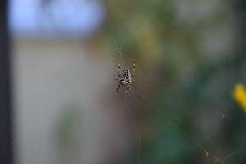spider on a web