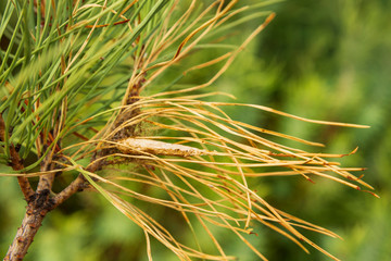 Laying caterpillar thaumetopoea pityocampa on pinus pinea leaf