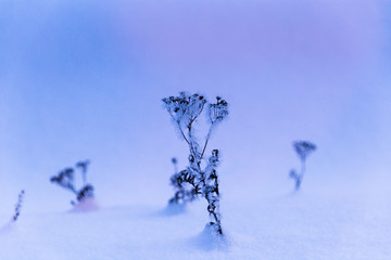 plant in the snow
