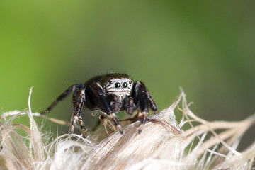 funny jumping spider