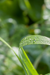 leaf with water drops