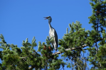 great blue heron in flight