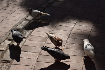 A group of pegeons eating