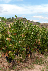 Fototapeta na wymiar Vineyards in La Rioja in Spain on a sunny day.
