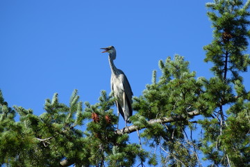 great blue heron in flight