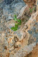 Close-up of small fig tree growing on rock