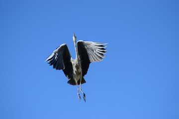 great blue heron in flight