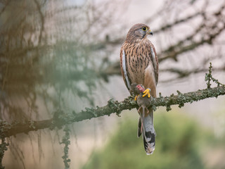 Saker falcon (Falco tinnunculus) sitting on a tree and holding a hunted mouse. Saker falcon in the forest. Saker falcon portrait. Saker falcon holds the mouse.