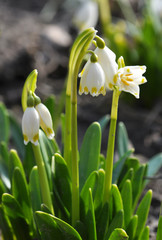 Spring flowering Leucojum vernum