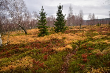 Fototapeta premium Brdy woods